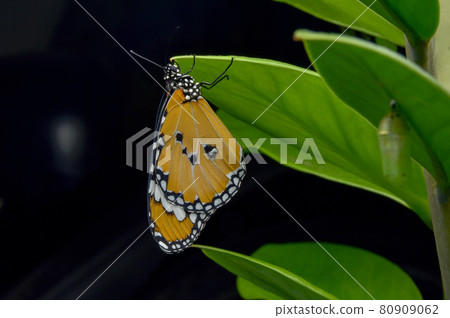 A birch butterfly pupa appears and is stationed on the tree. 80909062
