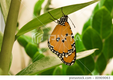 A birch butterfly pupa appears and is stationed on the tree. A birch butterfly pupa appears and is stationed on the tree. 80909063