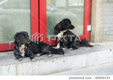 Dogs relaxing in Beijing Maemon Main Street, China Dogs relaxing in Beijing Maemon Main Street, China 80909143