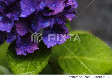 濕的繡球花 濕的繡球花 80909387