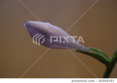 Wet hosta bud 80909391