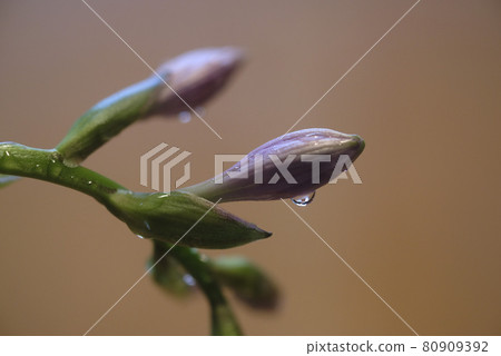 Wet hosta bud 80909392