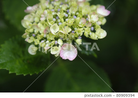 Hydrangea flower 80909394