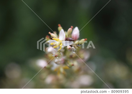 Flowers and buds in southern skies 80909395