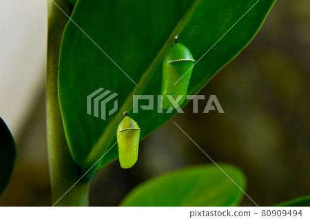 Individual pupae stationed on tree leaves. Individual pupae stationed on tree leaves. 80909494