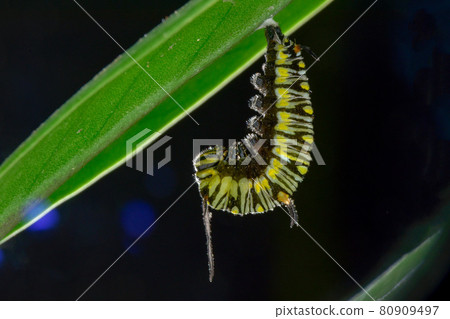 一種單毛昆蟲，下面有綠葉。 80909497