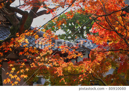 Tofuku-ji,京都秋葉 Tofuku-ji,京都秋葉 80910080