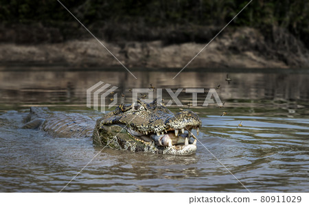 Yacare caiman eating piranha in a river 80911029