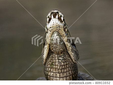 Impressive close up of a Yacare caiman with open mouth 80911032