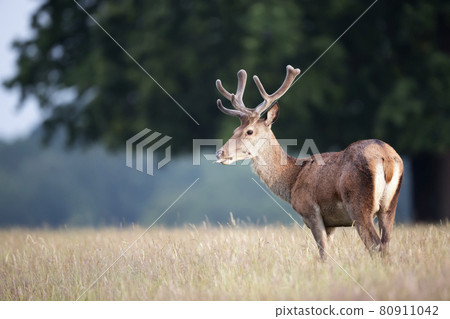 Portrait of a red deer stag with velvet antlers in summer Portrait of a red deer stag with velvet antlers in summer 80911042