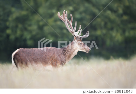 Portrait of a red deer stag with velvet antlers in summer Portrait of a red deer stag with velvet antlers in summer 80911043