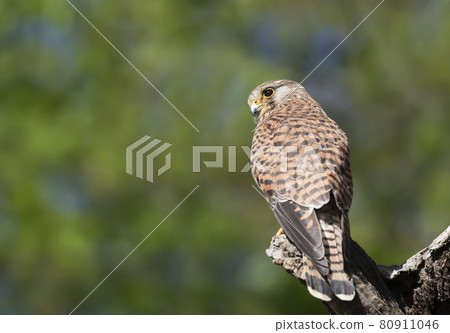 Close up of a common kestrel perched on a tree trunk Close up of a common kestrel perched on a tree trunk 80911046