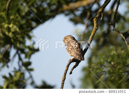 Little Owl perched on a fence in summer 80911051