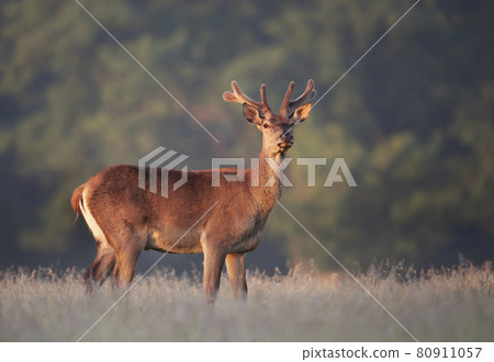 Portrait of a red deer stag with velvet antlers in summer Portrait of a red deer stag with velvet antlers in summer 80911057