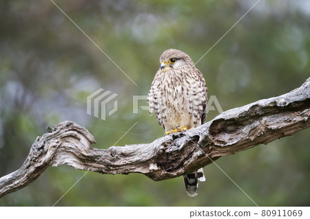 Close up of a common kestrel perched on a tree branch Close up of a common kestrel perched on a tree branch 80911069