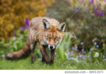 Close up of a red fox in summer 80911071