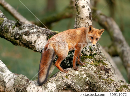 Close up of a red fox in a tree Close up of a red fox in a tree 80911072