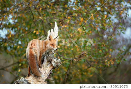Close up of a red fox in a tree 80911073