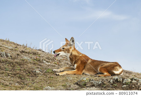 Close up of a rare and endangered Ethiopian wolf 80911074