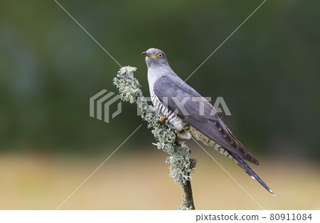 Common Cuckoo perched on a tree branch Common Cuckoo perched on a tree branch 80911084