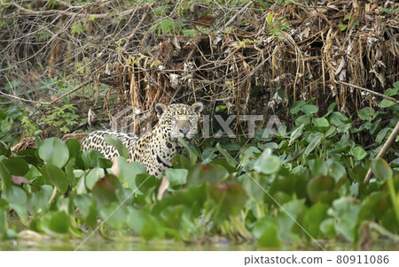 Close up of a Jaguar on a river bank in natural habitat 80911086