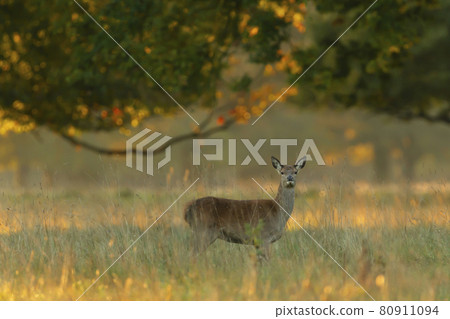 Red deer hind at sunrise in summer Red deer hind at sunrise in summer 80911094