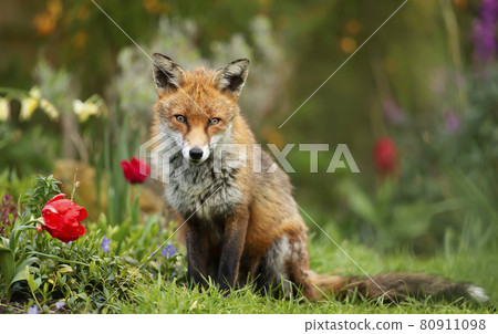 Close up of a red fox against colorful background in spring 80911098