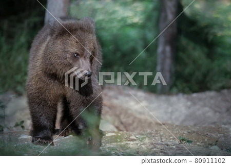 Close up of a cute Eurasian Brown bear in forest 80911102