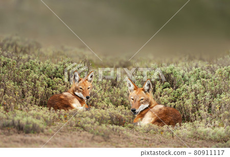 Close up of two rare and endangered Ethiopian wolves lying on grass Close up of two rare and endangered Ethiopian wolves lying on grass 80911117