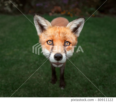 Portrait of a red fox standing on green grass 80911122