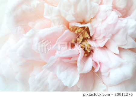 Soft pink Rose petals macro closeup front view Soft pink Rose petals macro closeup front view 80911276