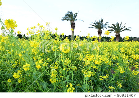 Landscape like rape blossoms blooming in the tropical country Landscape like rape blossoms blooming in the tropical country 80911407