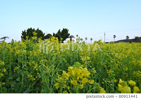 Rape blossoms 80911441