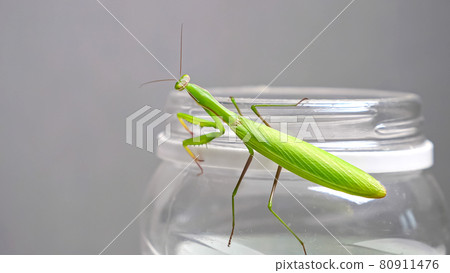Green praying mantis sits on a bank in an apartment 80911476