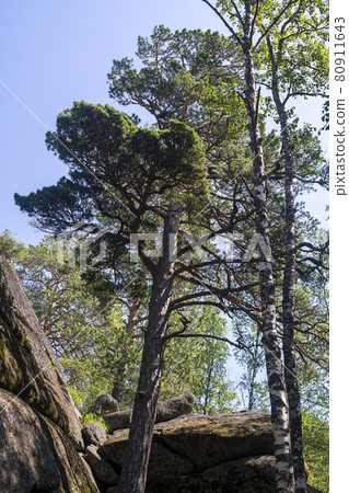 Lush pine tree on the background of brown rocks. 80911643