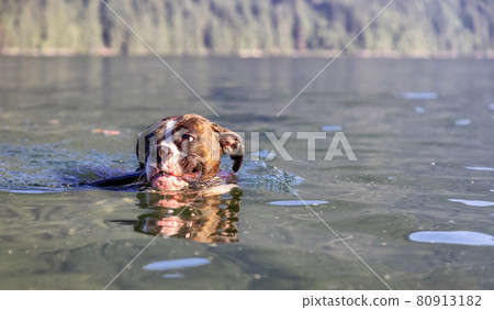 Playful and Funny Boxer Dog swimming in the water 80913182