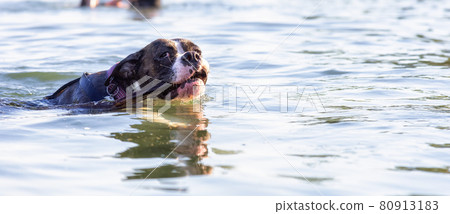Playful and Funny Boxer Dog swimming in the water 80913183