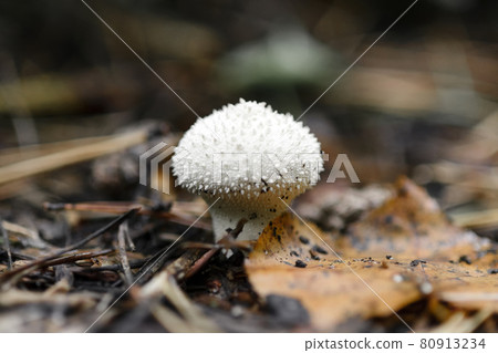 Mushroom Lycoperdon perlatum or common puffball, warted puffball in a forest. Mushroom Lycoperdon perlatum or common puffball, warted puffball in a forest. 80913234