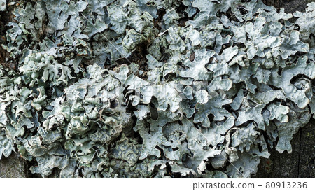 Lichen Parmelia sulcata on an old tree stump in a pine forest, super macro 80913236
