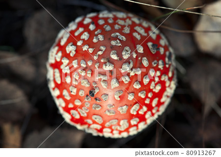 Amanita muscaria mushroom in autumn forest, top view. Amanita muscaria mushroom in autumn forest, top view. 80913267