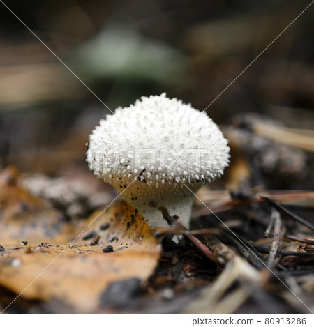 Mushroom Lycoperdon perlatum or common puffball, warted puffball in a forest. 80913286