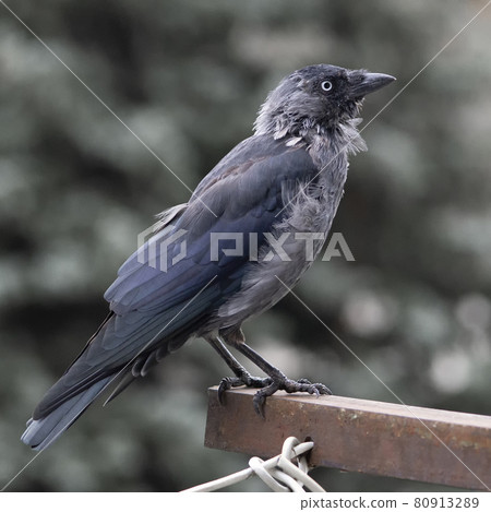Close-up of a jackdaw sitting on a metal ledge, 80913289
