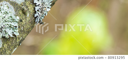 Lichen Parmelia sulcata on tree bark, super macro with blurred background Lichen Parmelia sulcata on tree bark, super macro with blurred background 80913295