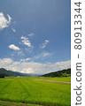Blue sky and rice fields in early summer (vertical) 80913344