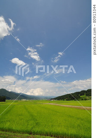 Blue sky and rice fields in early summer (vertical) Blue sky and rice fields in early summer (vertical) 80913344