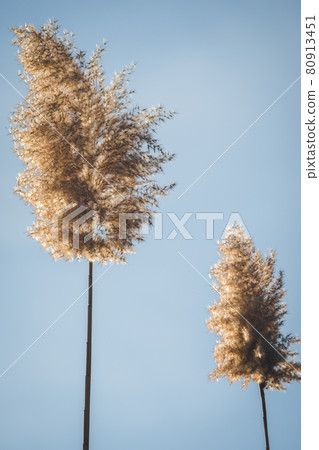 Branches of dry reed pampas grass against the blue sky at sunset. 80913451