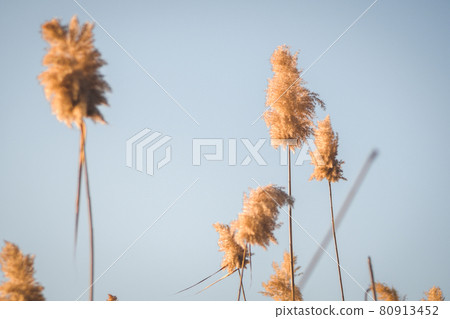 Branches of dry reed pampas grass against the blue sky at sunset. Branches of dry reed pampas grass against the blue sky at sunset. 80913452