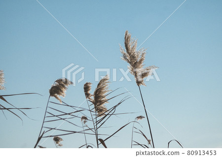 Branches of dry reed pampas grass against the blue sky at sunset. Branches of dry reed pampas grass against the blue sky at sunset. 80913453