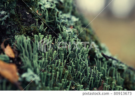 Lichen cladonia coniocraea and moss on tree bark in autumn forest. Lichen cladonia coniocraea and moss on tree bark in autumn forest. 80913673