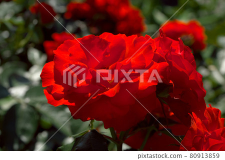 充滿激情的紅玫瑰 80913859